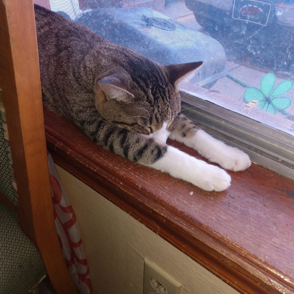 Meet your Posher, Gina